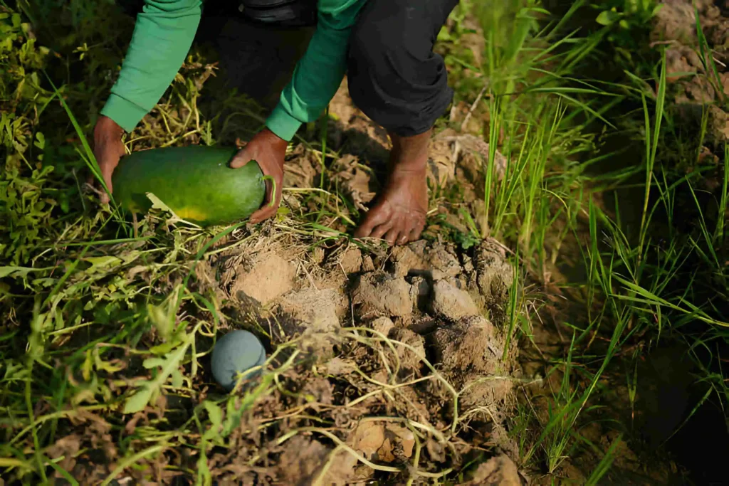 Origins of Seeded Watermelons