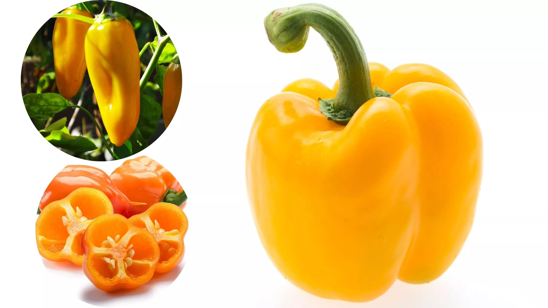 Nutrient-Rich Orange Pepper