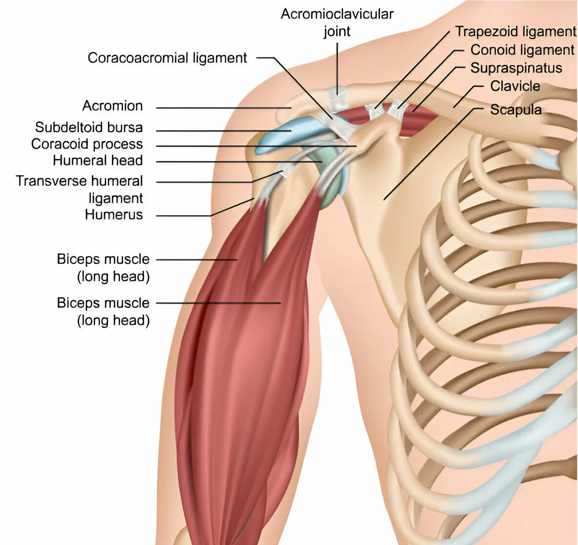 Shoulder Pain Diagnosis Chart Anatomy Elements