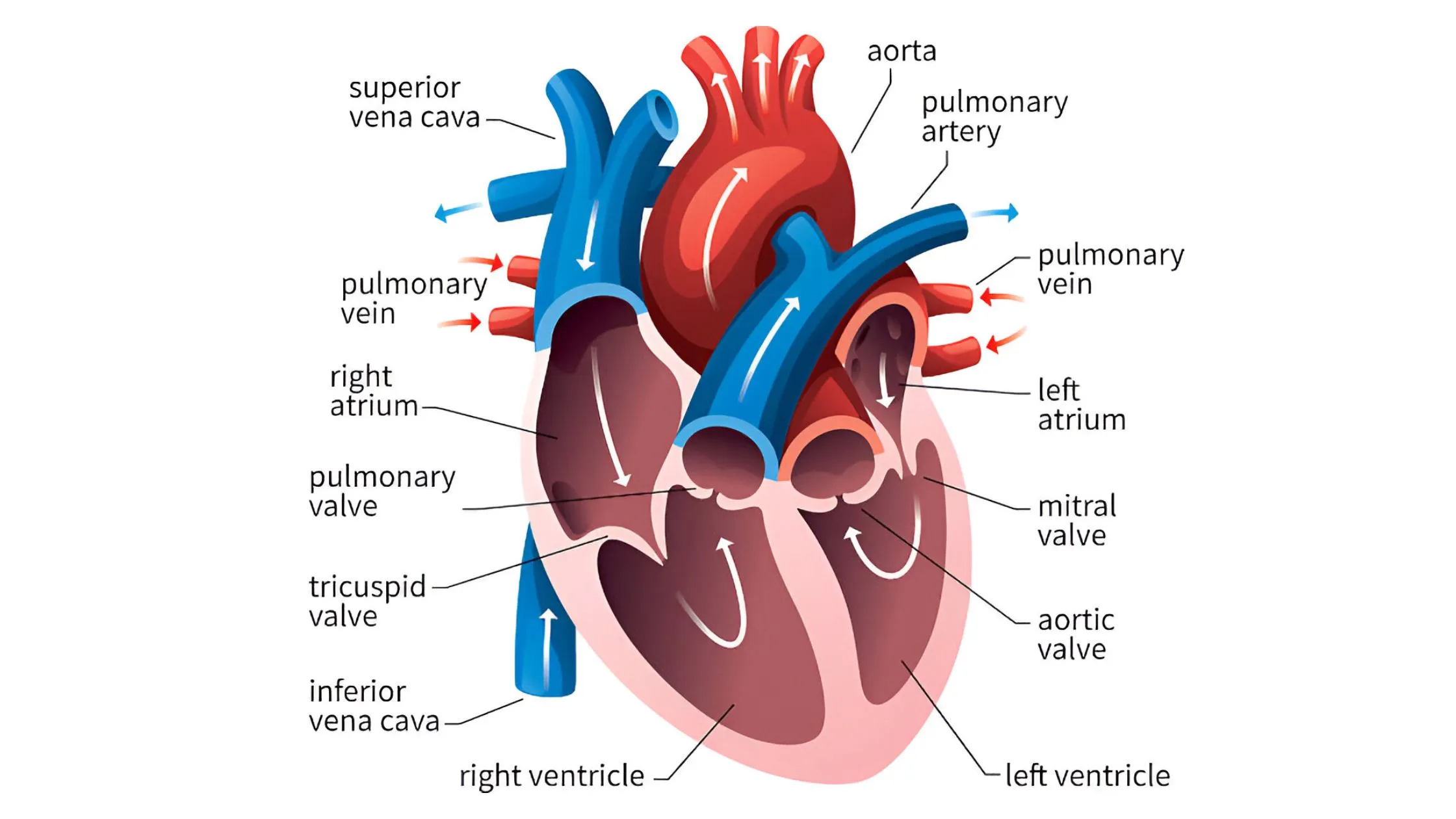 Anatomical Heart’s Hidden Secrets