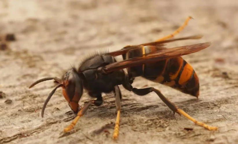 Ground Hornets Look Like?