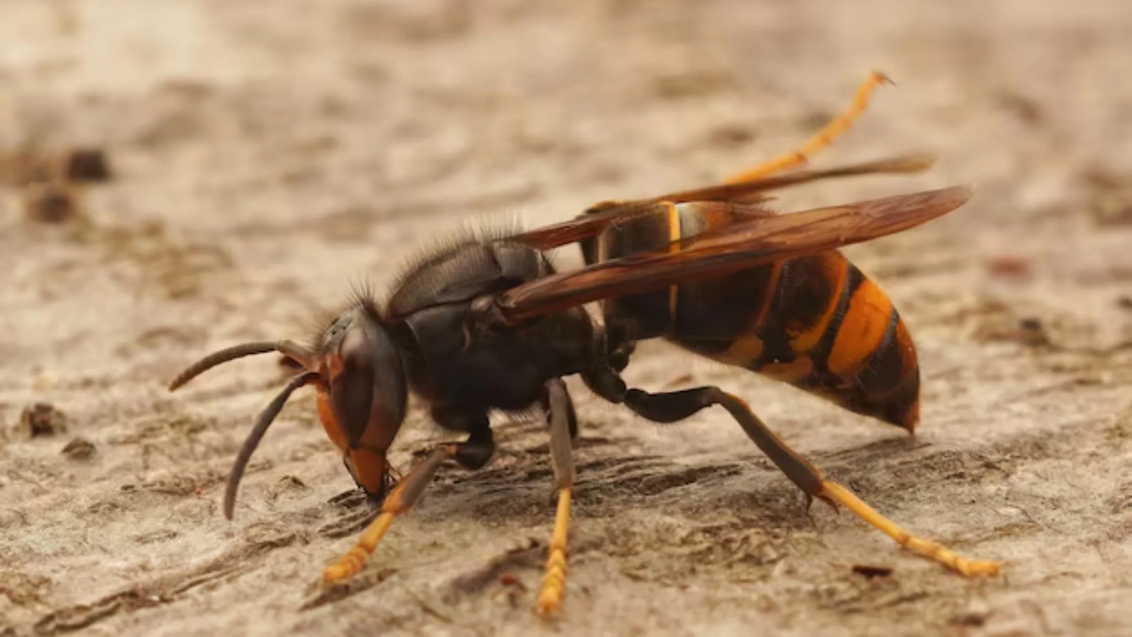 Ground Hornets Look Like?